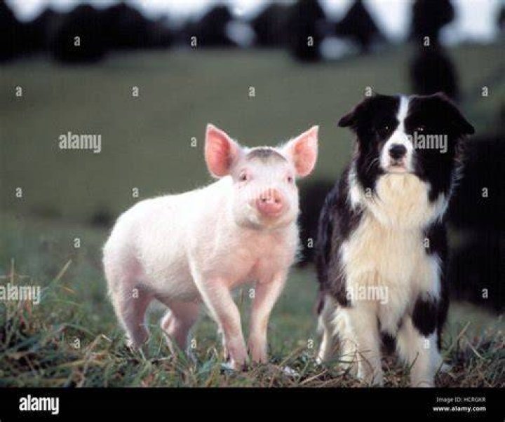 1995 film about a pig who wants to do a sheepdog's work