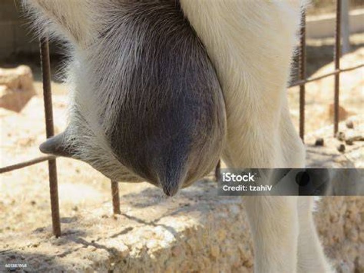 Animal with udders