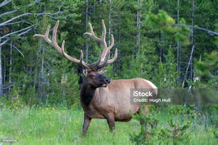 Antlered beasts in Yellowstone