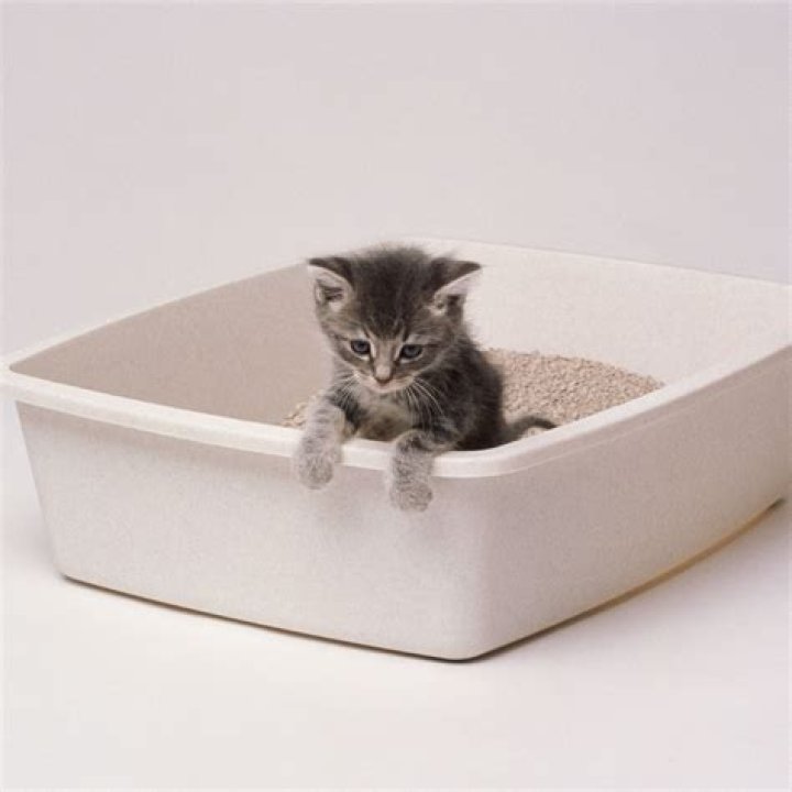 Baby animal learning to use a litter box