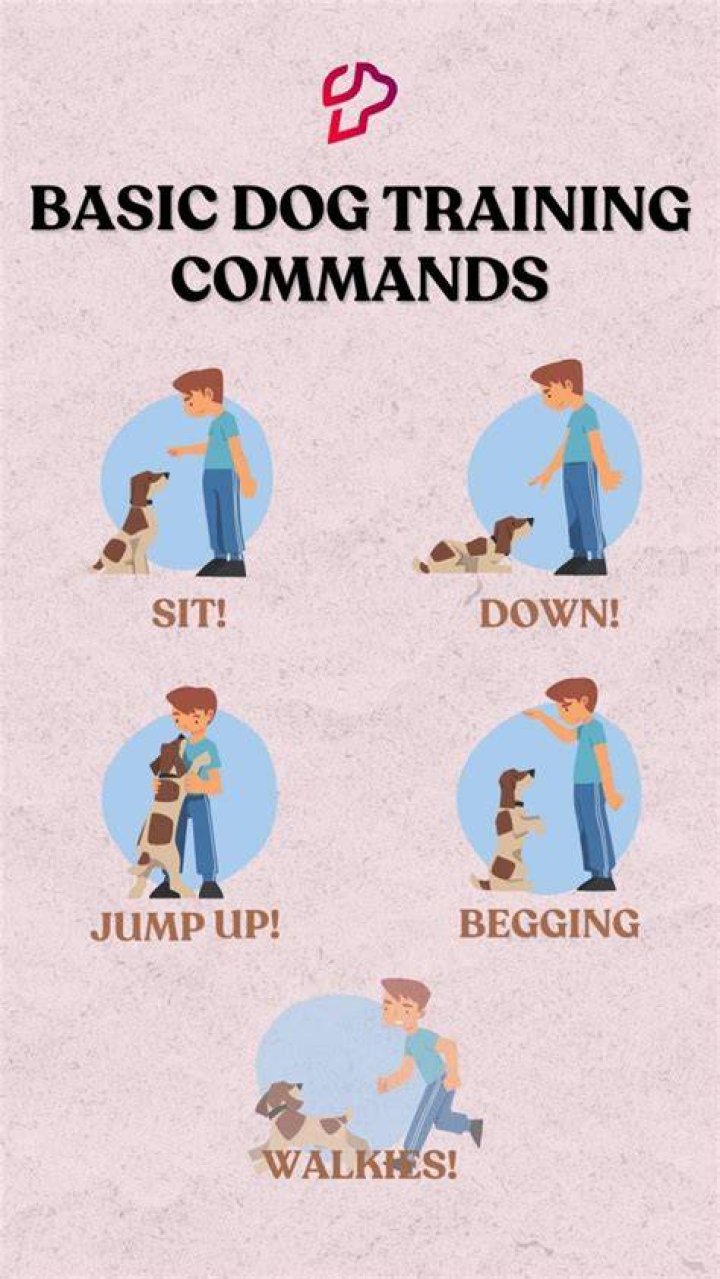 Command for a dog to get up on two legs