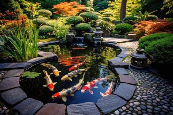 Decorative Japanese fish in a zen garden