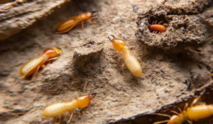Mice and termites to homeowners