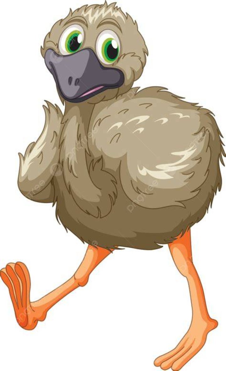 Ostrich's relatives Down Under