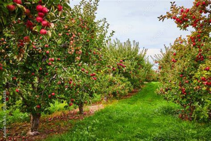 Plant in an apple orchard