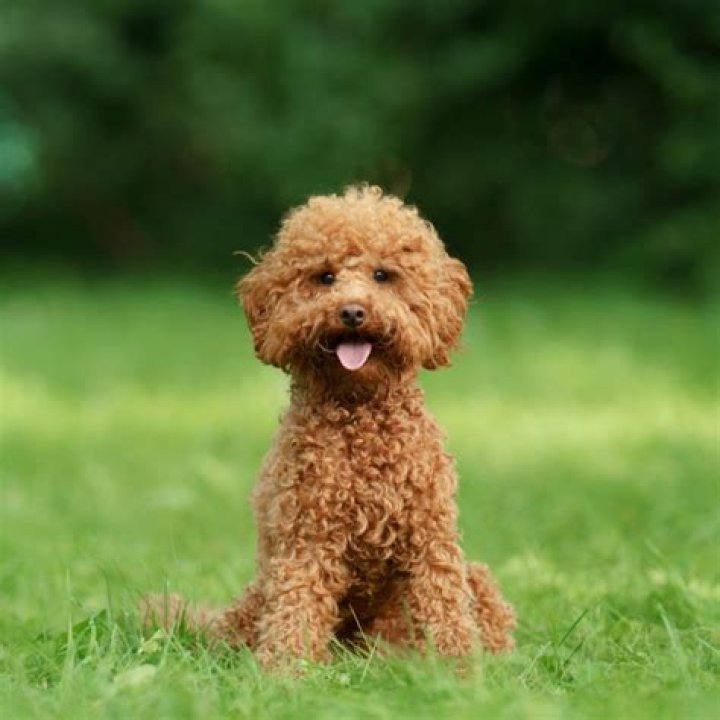 Poodle's little bark
