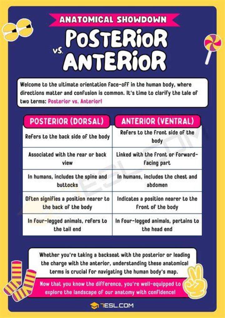 Posterior