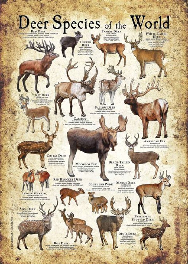 Sizeable deer species