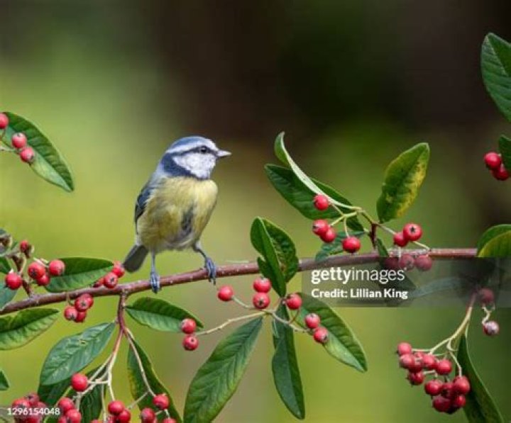 Small songbirds