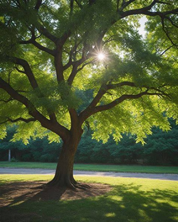 Tall shade tree