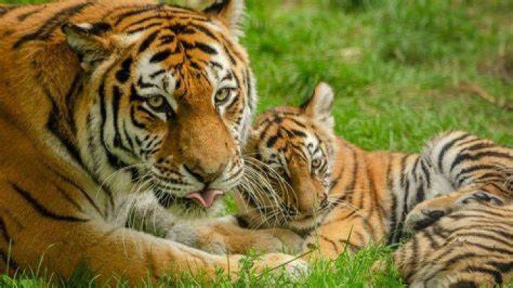 Tiger ___ (fiercely protective parent)