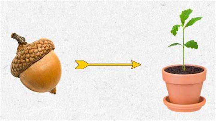 Tree that grows from an acorn